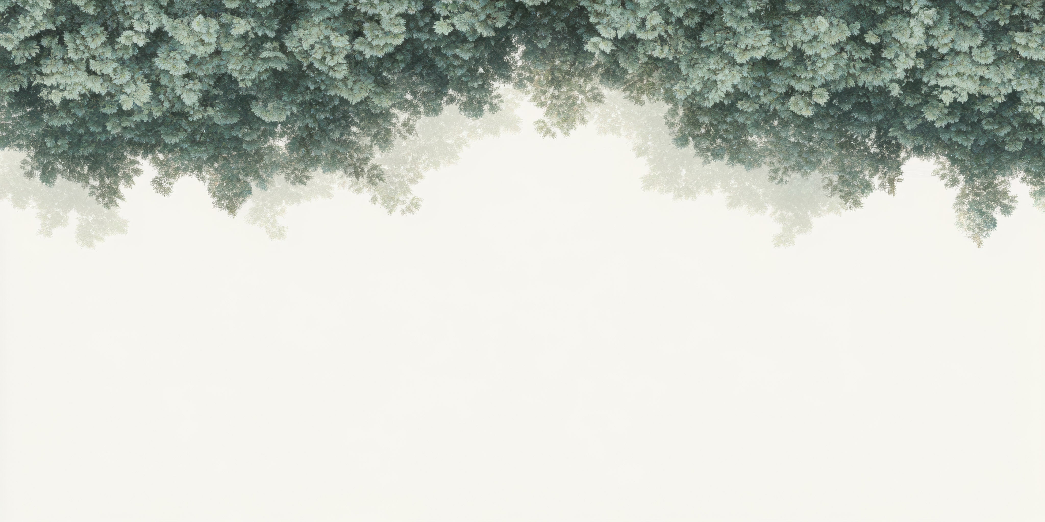 Canopy Calm