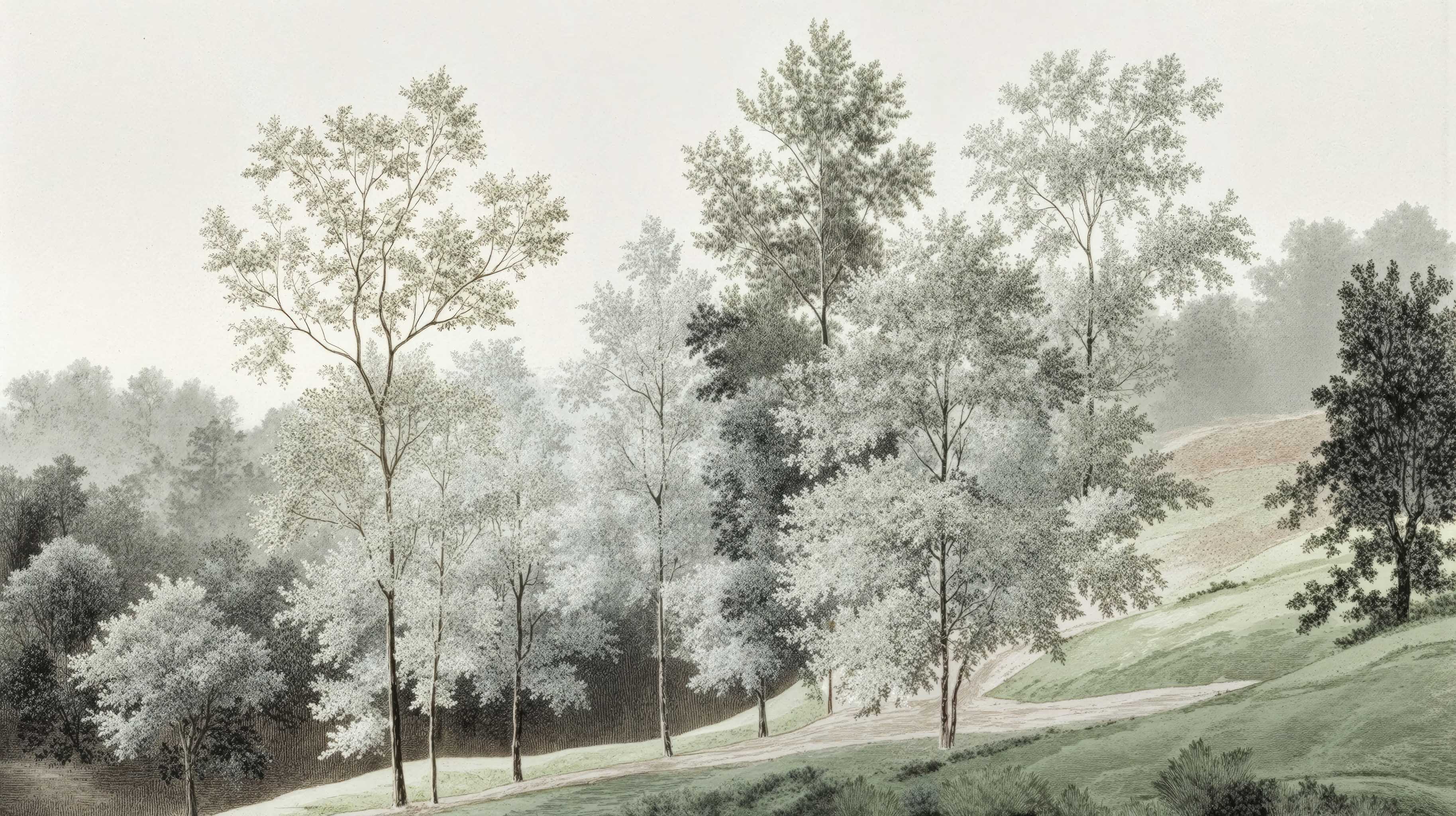 Morning Grove